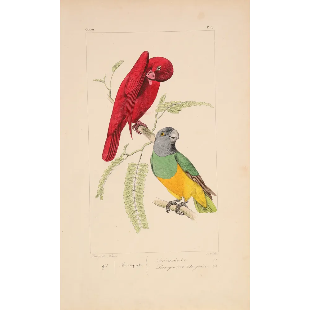 Original hand-colored engraving depicting Red Lory & Grey-Headed Parakeet Lorius unicolor