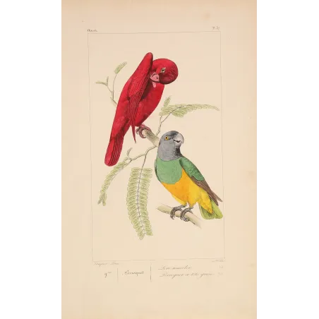 Original hand-colored engraving depicting Red Lory & Grey-Headed Parakeet Lorius unicolor