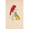 Original hand-colored engraving depicting Red Lory & Grey-Headed Parakeet Lorius unicolor