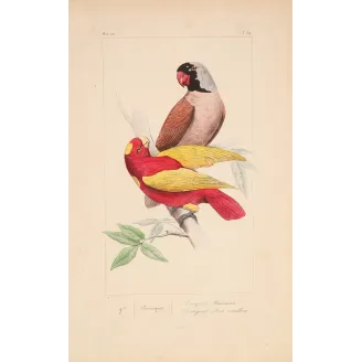Original hand-colored engraving depicting Mascarene Parakeet & Red-Yellow Parrot Psittacula
