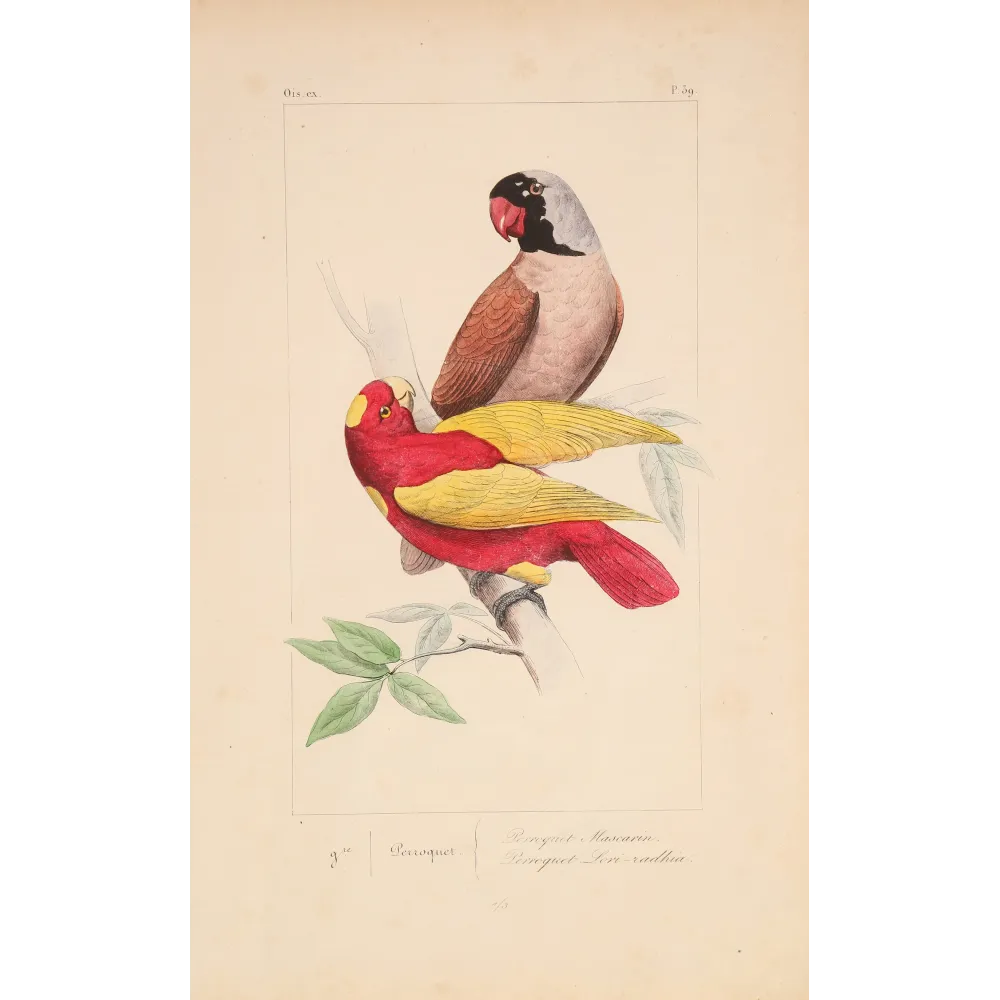 Original hand-colored engraving depicting Mascarene Parakeet & Red-Yellow Parrot Psittacula