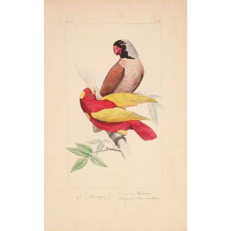 Original hand-colored engraving depicting Mascarene Parakeet & Red-Yellow Parrot Psittacula