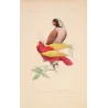 Original hand-colored engraving depicting Mascarene Parakeet & Red-Yellow Parrot Psittacula