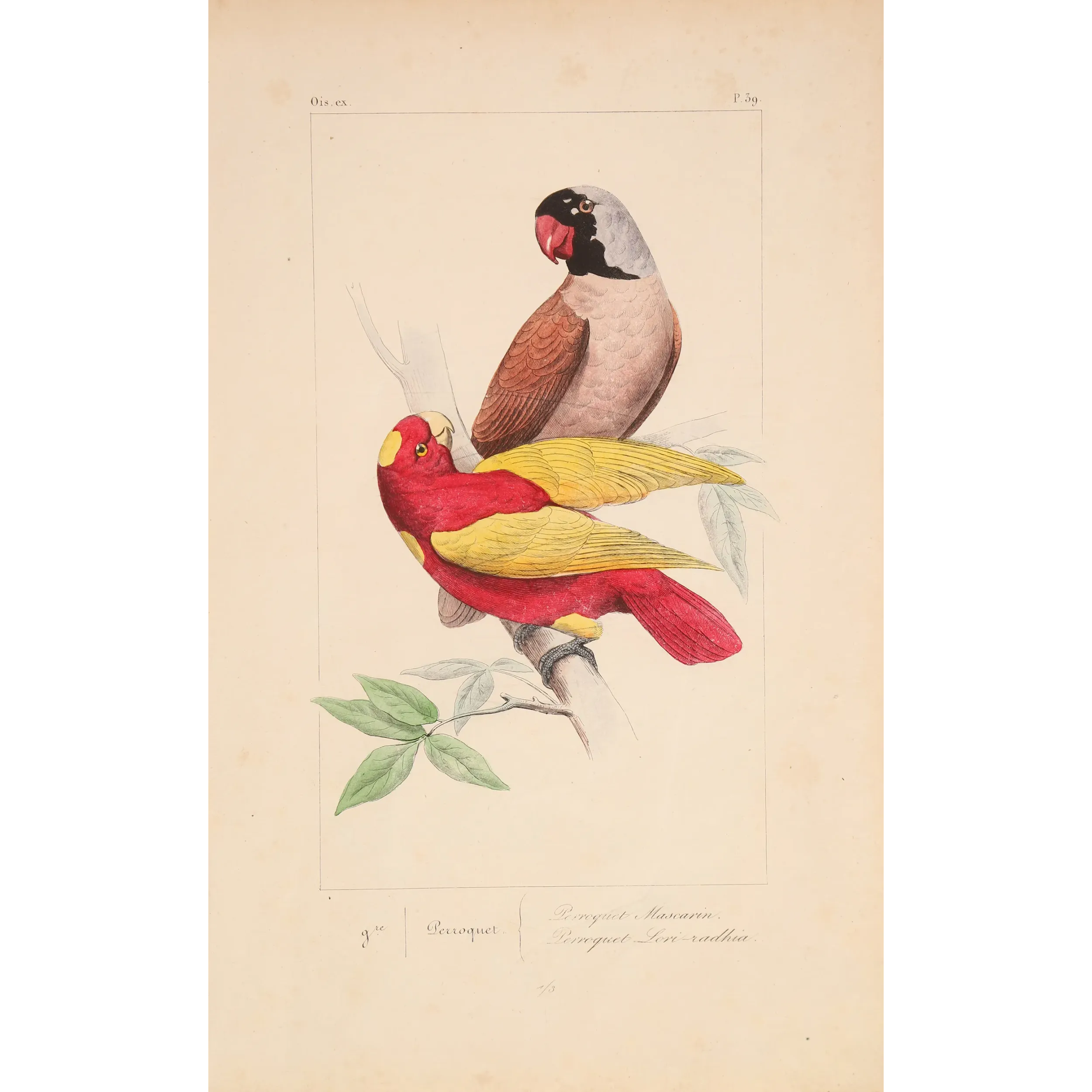 Original hand-colored engraving depicting Mascarene Parakeet & Red-Yellow Parrot Psittacula