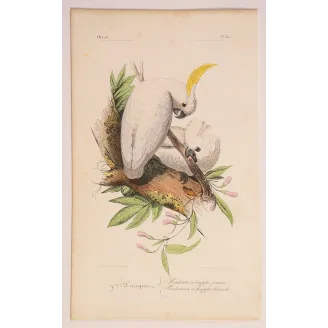 sulphur-crested-cockatoos-cacatua-galerita-antique-engraving-pauquet