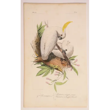 sulphur-crested-cockatoos-cacatua-galerita-antique-engraving-pauquet