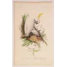 Sulphur-Crested Cockatoos (Cacatua galerita) – Antique Hand-Colored Engraving by Pauquet, Exotic Birds