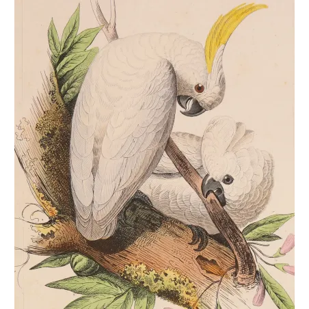 sulphur-crested-cockatoos-cacatua-galerita-antique-engraving-pauquet