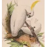 Sulphur-Crested Cockatoos (Cacatua galerita) – Antique Hand-Colored Engraving by Pauquet, Exotic Birds