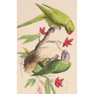 Original hand-colored engraving depicting Rose-Ringed Parakeet & Plum-Headed Parakeet