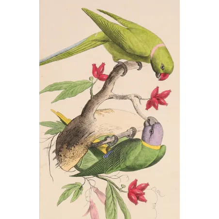 Parakeets – Pauquet Antique Bird Engraving