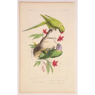 Parakeets – Pauquet Antique Bird Engraving