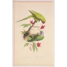 Rose-Ringed Parakeet & Plum-Headed Parakeet (Psittacula krameri, Psittacula cyanocephala) – Antique Engraving by Pauquet