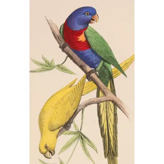 Original hand-colored engraving depicting Rose-Ringed & Plum-Headed Parakeets
