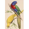 Rose-Ringed & Plum-Headed Parakeets (Psittacula krameri, Psittacula cyanocephala) – Antique Engraving by Pauquet