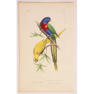 rainbow-parakeets-antique-engraving-pauquet