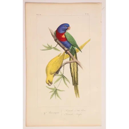 rainbow-parakeets-antique-engraving-pauquet