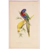 Rose-Ringed & Plum-Headed Parakeets (Psittacula krameri, Psittacula cyanocephala) – Antique Engraving by Pauquet