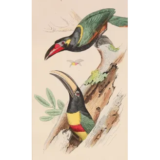 Red-Banded Aracaris – Lemaire Antique Hand-Colored Engraving