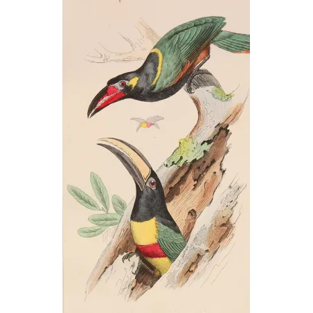 Red-Banded Aracaris – Lemaire Antique Hand-Colored Engraving