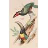 Red-Banded Aracaris Birds (Pteroglossus sp.) – Antique Hand-Colored Engraving by Pauquet