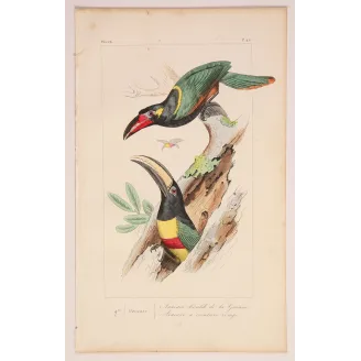 Red-Banded Aracaris – Lemaire Antique Hand-Colored Engraving