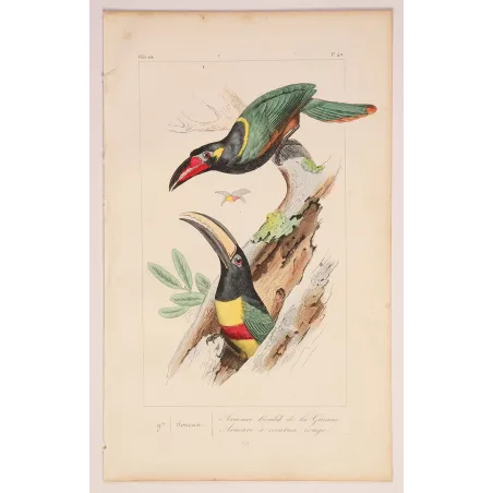 Red-Banded Aracaris – Lemaire Antique Hand-Colored Engraving