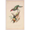 Red-Banded Aracaris Birds (Pteroglossus sp.) – Antique Hand-Colored Engraving by Pauquet