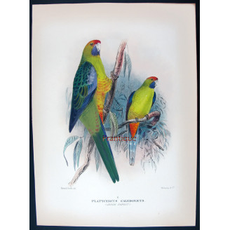 Bare-eyed Cockatoo by Roland Green – The Birds of Australia