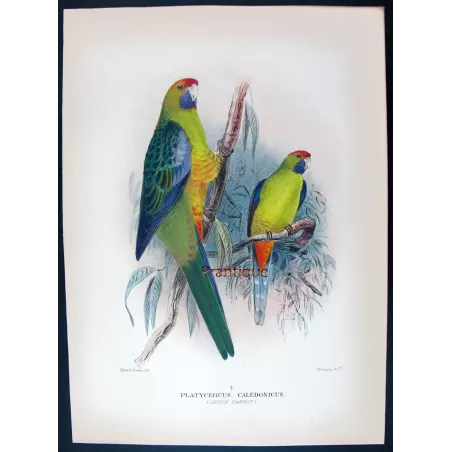 Bare-eyed Cockatoo by Roland Green – The Birds of Australia