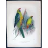 Bare-eyed Cockatoo (*Ducorpsius sanguineus*) – Original lithograph by Green, Mathews (1910–27)