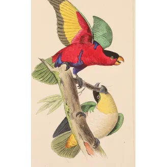 Original hand-colored engraving depicting  Tricolour Lory & Maipouri Parakeet Lorius tricolor