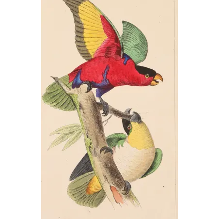 Tricolour Lory – Lemaire Antique Hand-Colored Engraving