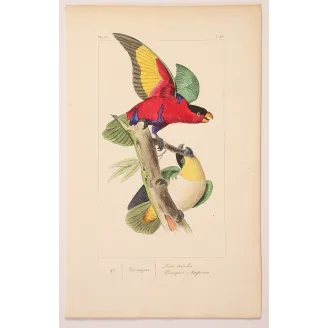Tricolour Lory – Lemaire Antique Hand-Colored Engraving