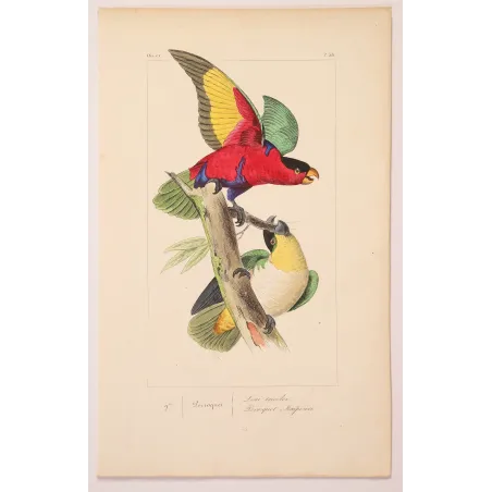 Tricolour Lory – Lemaire Antique Hand-Colored Engraving