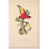 Tricolour Lory & Maipouri Parakeet (Lorius tricolor) – Antique Hand-Colored Engraving by Pauquet