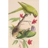 Rose-Ringed & Yellow-Collared Parakeets (Psittacula sp.) – Antique Hand-Colored Engraving by Pauquet