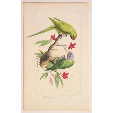 Rose-Ringed Parakeets – Lemaire Antique Engraving