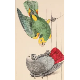 Original hand-colored engraving depicting Yellow-Headed Parrot & Grey Parrot Psittacus