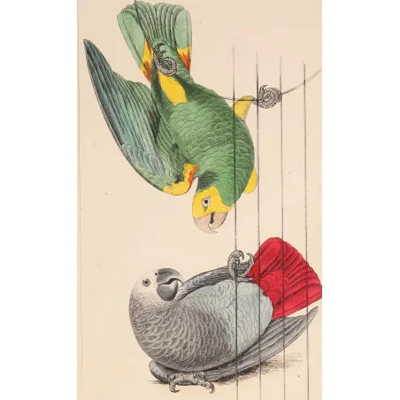 Yellow-Headed Parrot – Lemaire Antique Engraving