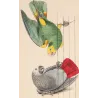 Yellow-Headed Parrot & Grey Parrot (Psittacus sp.) – Antique Hand-Colored Engraving by Pauquet