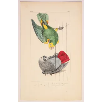 Yellow-Headed Parrot – Lemaire Antique Engraving