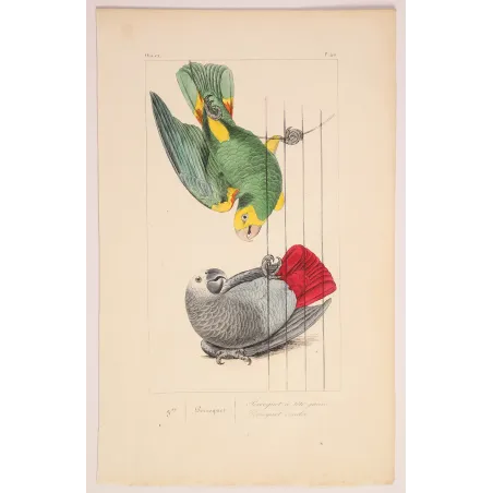 Yellow-Headed Parrot – Lemaire Antique Engraving