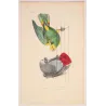 Yellow-Headed Parrot & Grey Parrot (Psittacus sp.) – Antique Hand-Colored Engraving by Pauquet