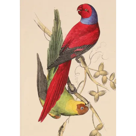 Blue-Capped Parakeets – Lemaire Antique Engraving
