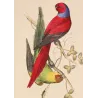 Blue-Capped & Yellow-Headed Parakeets (Psittacula sp.) – Antique Hand-Colored Engraving by Pauquet