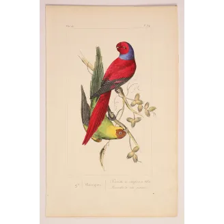 Blue-Capped Parakeets – Lemaire Antique Engraving