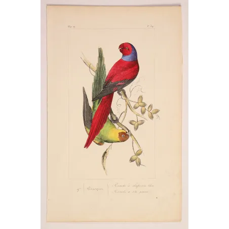 Blue-Capped Parakeets – Lemaire Antique Engraving