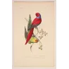 Blue-Capped & Yellow-Headed Parakeets (Psittacula sp.) – Antique Hand-Colored Engraving by Pauquet