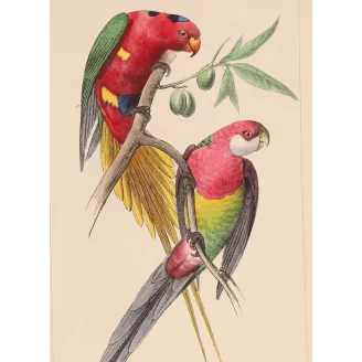 Original hand-colored engraving depicting King Parrot & Multicolored Parakeet Alisterus, Psittacula
